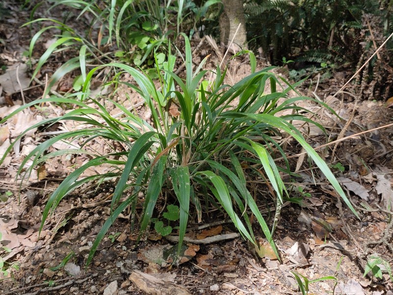 destacada Brachypodium sylvaticum sylvaticum