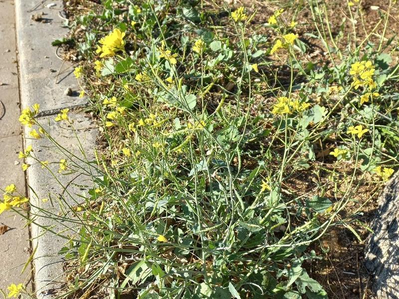 destacada Brassica fruticulosa fruticulosa