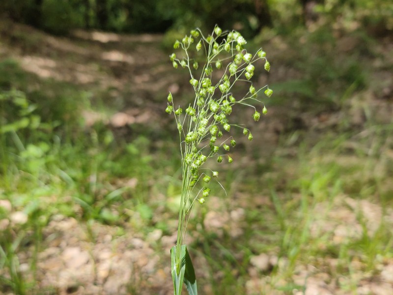 destacada Briza minor