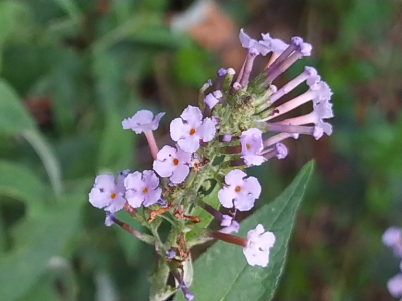 destacada Buddleja davidii