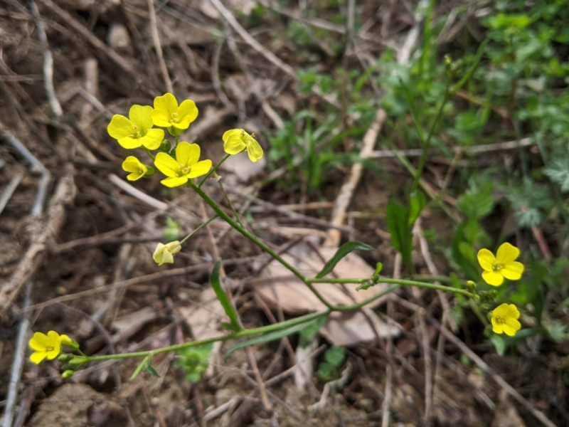 destacada Bunias erucago