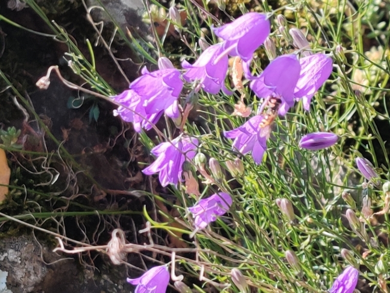 destacada Campanula rotundifolia hispanica