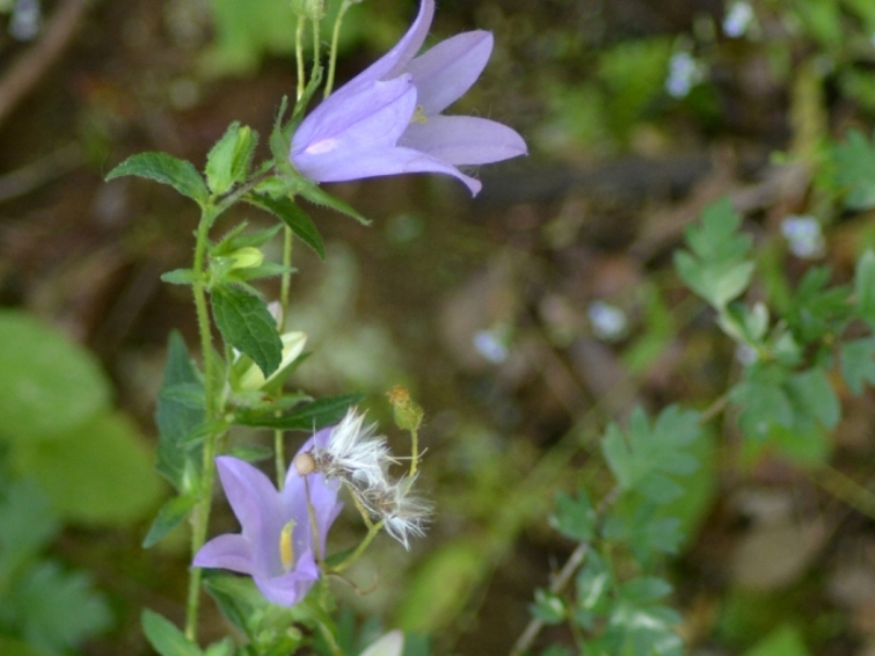 destacada Campanula trachelium