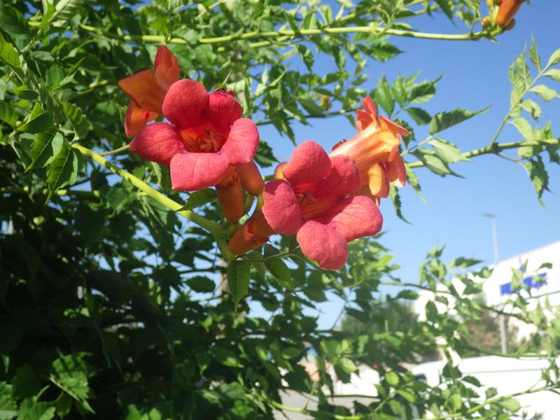 destacada Campsis radicans