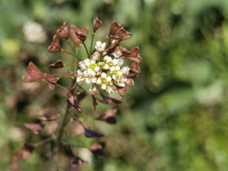 destacada Capsella rubella