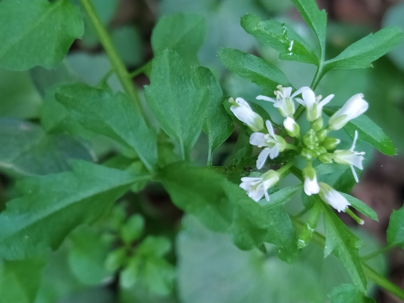 destacada Cardamine flexuosa