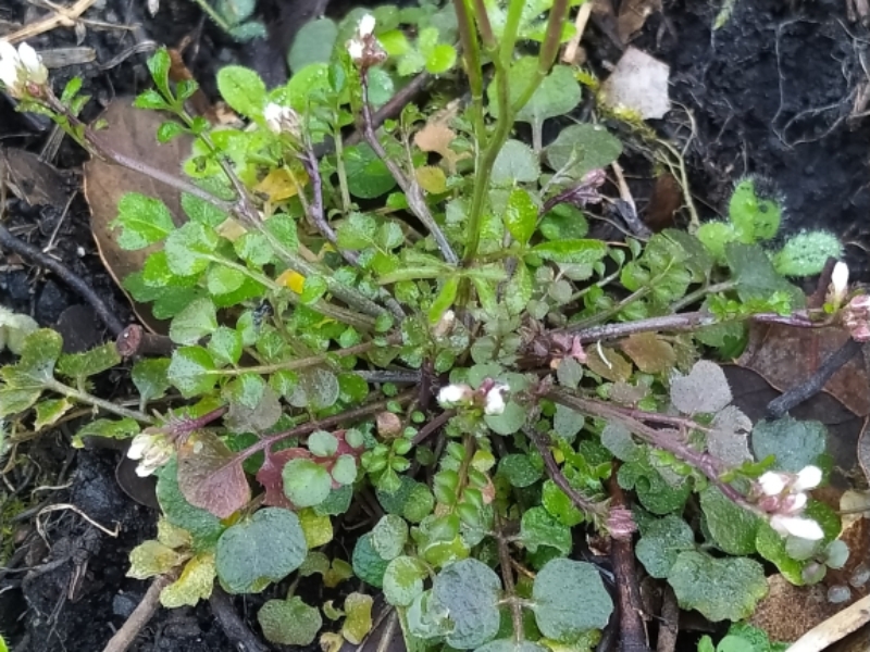 destacada Cardamine hirsuta