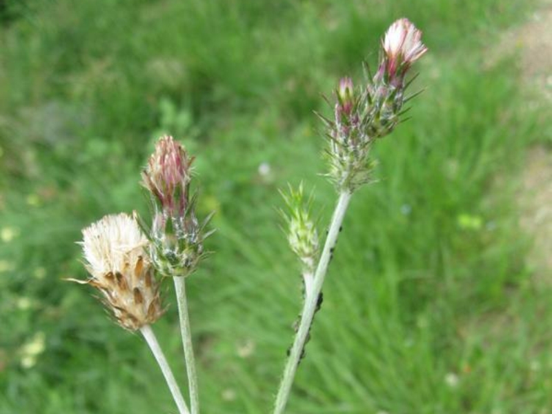 destacada Carduus pycnocephalus