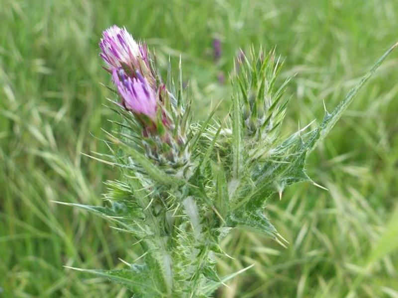 destacada Carduus tenuiflorus