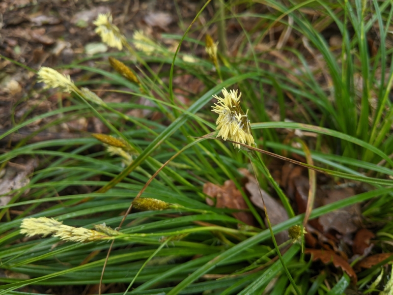 destacada Carex depressa basilaris
