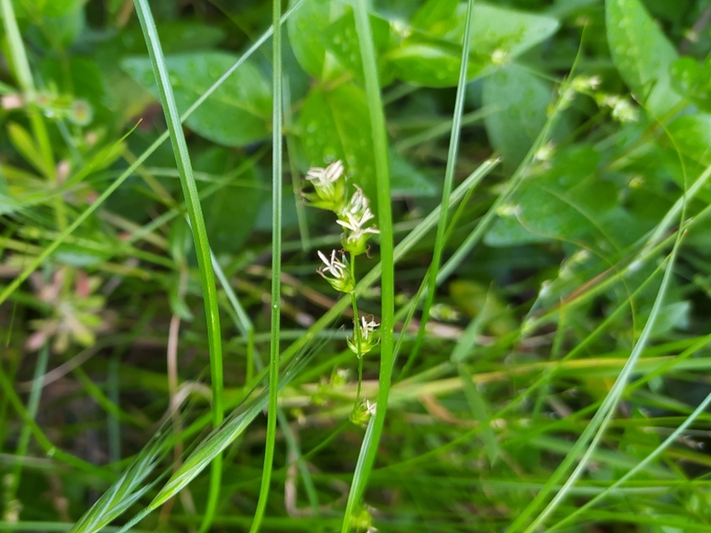 destacada Carex divulsa