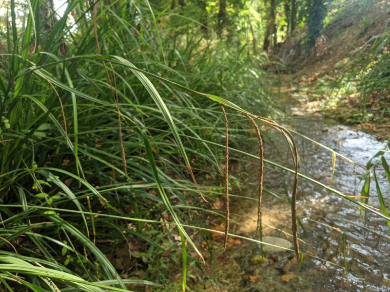 destacada Carex pendula