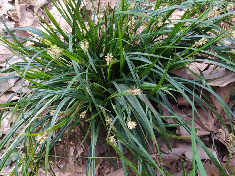 destacada Carex sylvatica paui