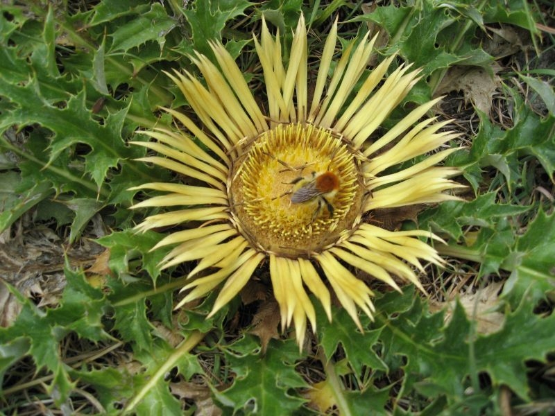 destacada Carlina acanthifolia cynara