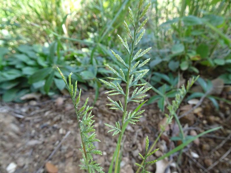 destacada Catapodium rigidum