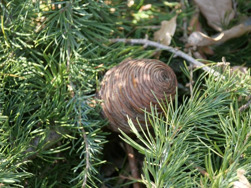 destacada Cedrus atlantica