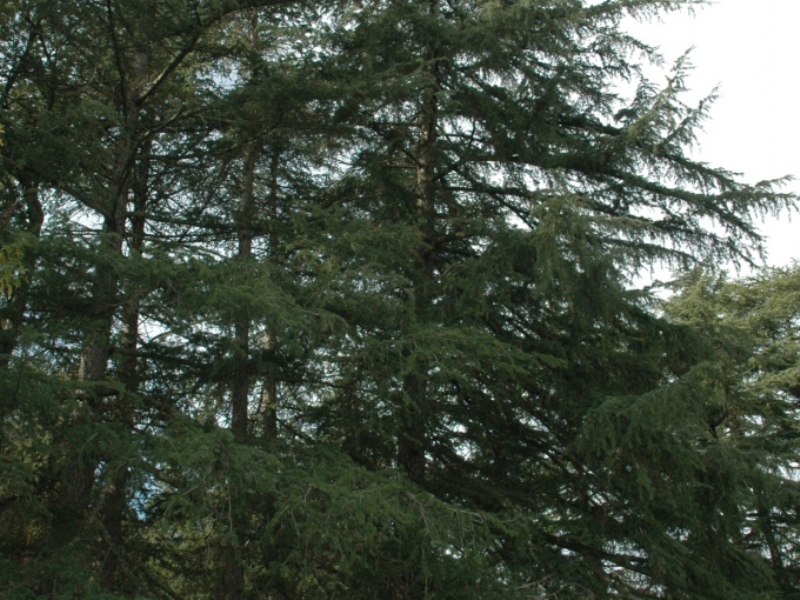 destacada Cedrus deodara