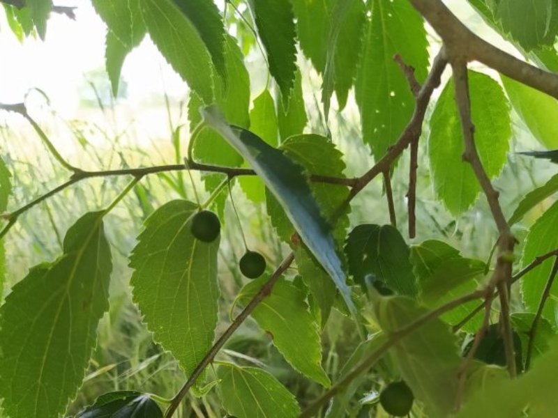 destacada Celtis australis australis