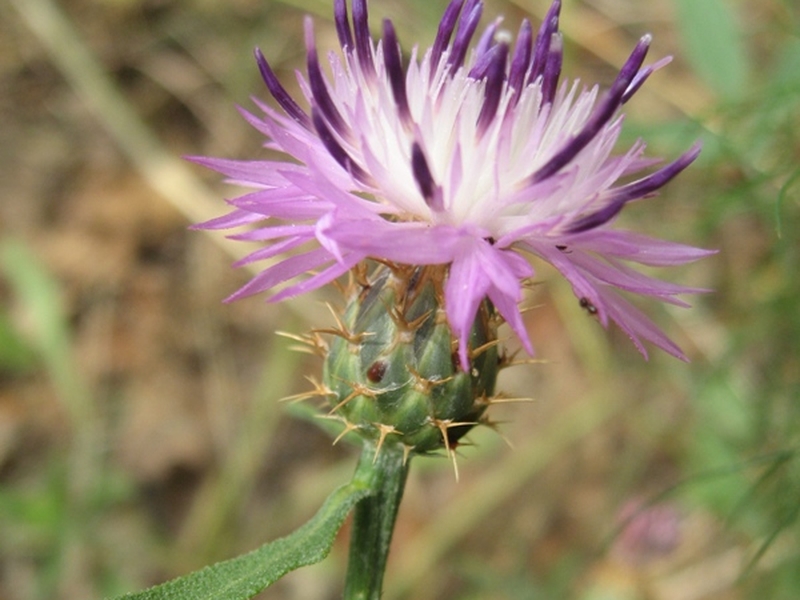 destacada Centaurea aspera aspera