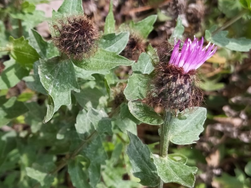 destacada Centaurea pectinata