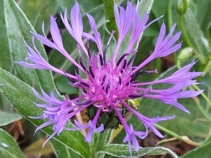 destacada Centaurea triumfettii semidecurrens