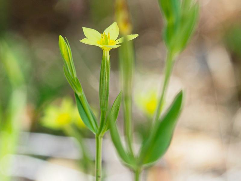 destacada Centaurium maritimum