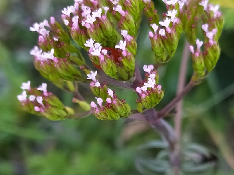 destacada Centranthus calcitrapae