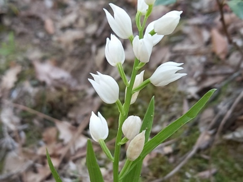 destacada Cephalanthera longifolia