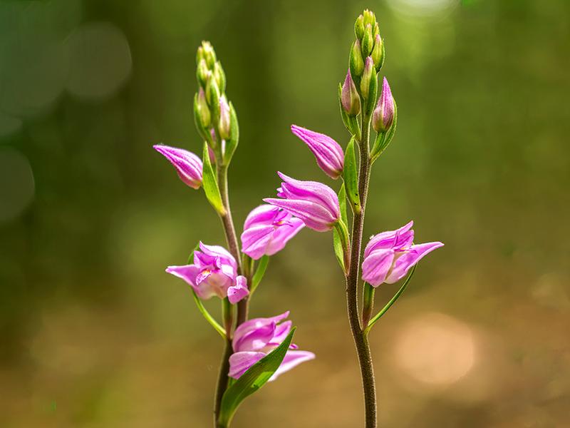 destacada Cephalanthera rubra