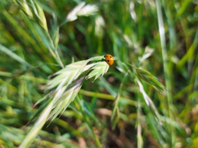 destacada Ceratochloa cathartica