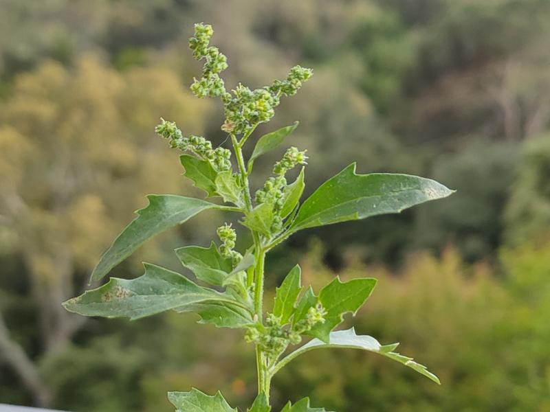 destacada Chenopodiastrum murale