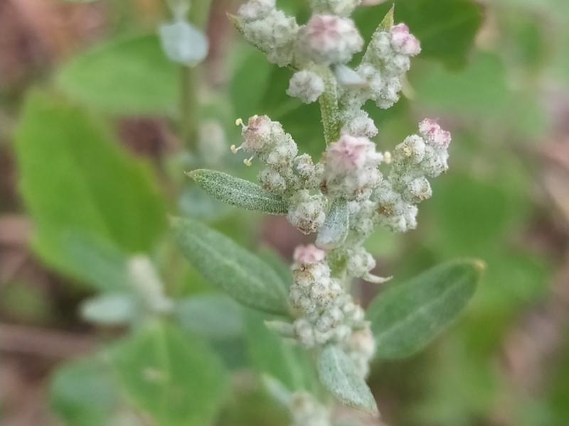 destacada Chenopodium album