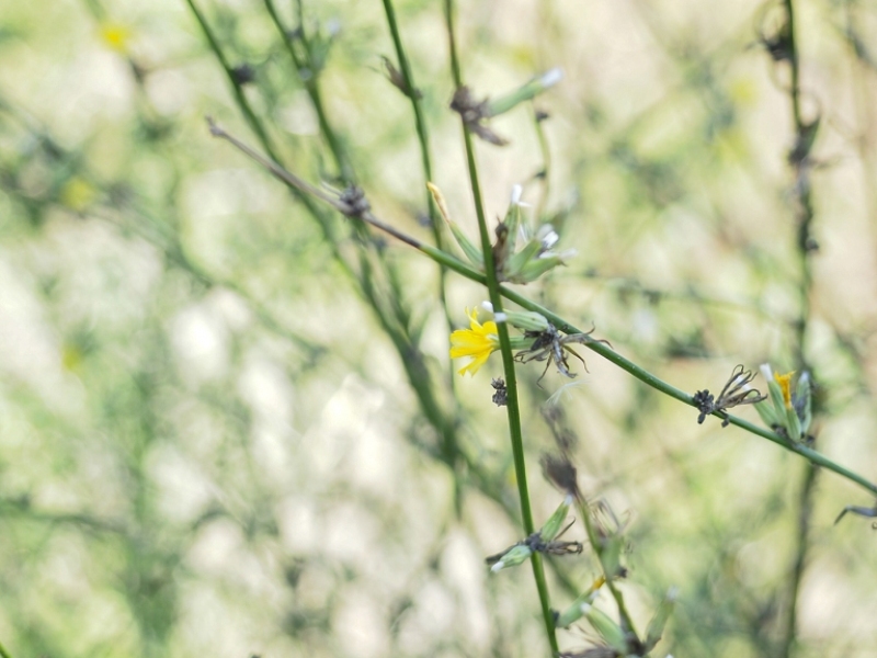 destacada Chondrilla juncea