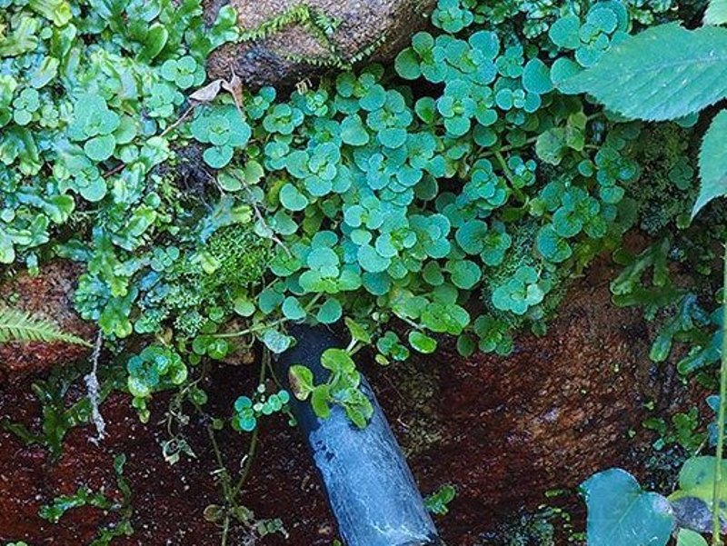 destacada Chrysosplenium oppositifolium