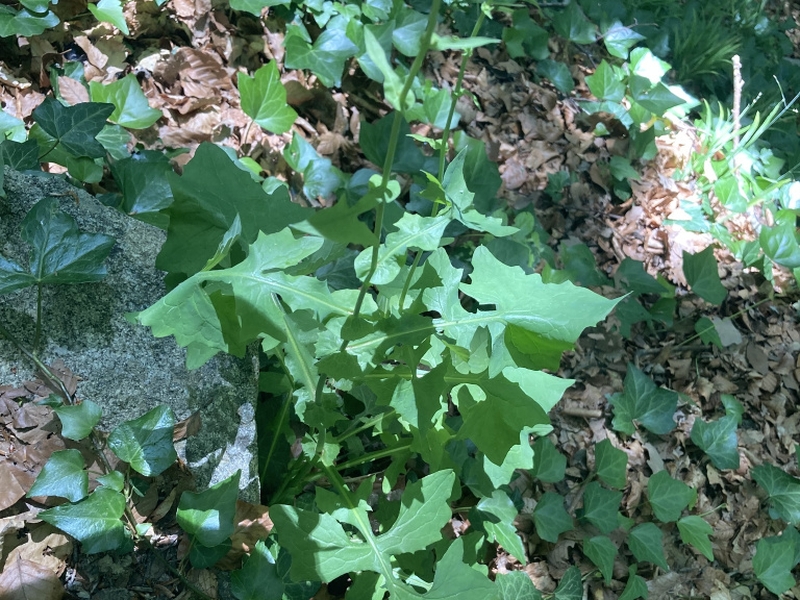 destacada Cicerbita muralis muralis