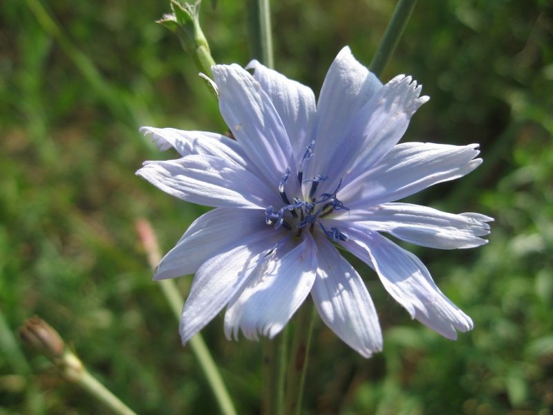 destacada Cichorium intybus intybus