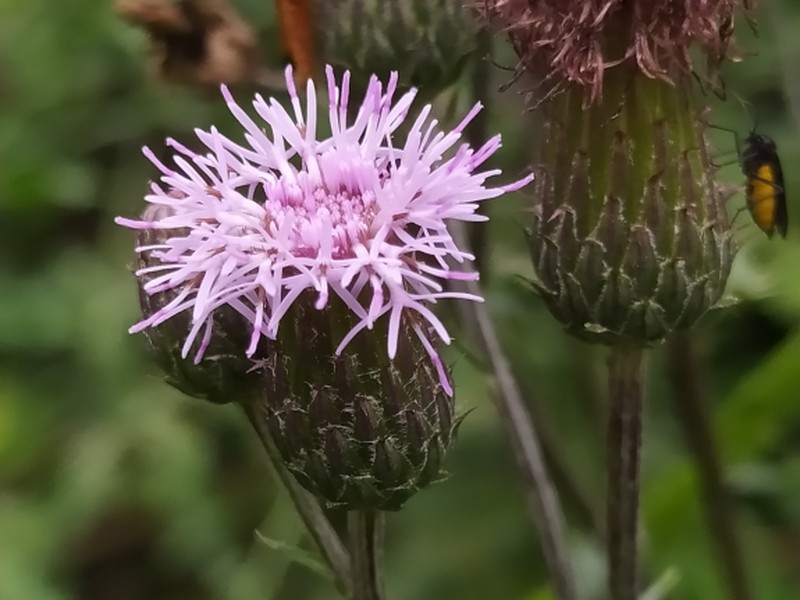 destacada Cirsium arvense