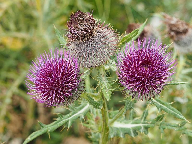 destacada Cirsium richterianum costae