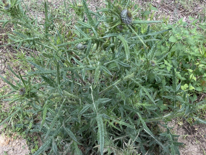 destacada Cirsium vulgare
