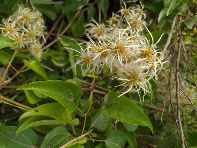destacada Clematis vitalba