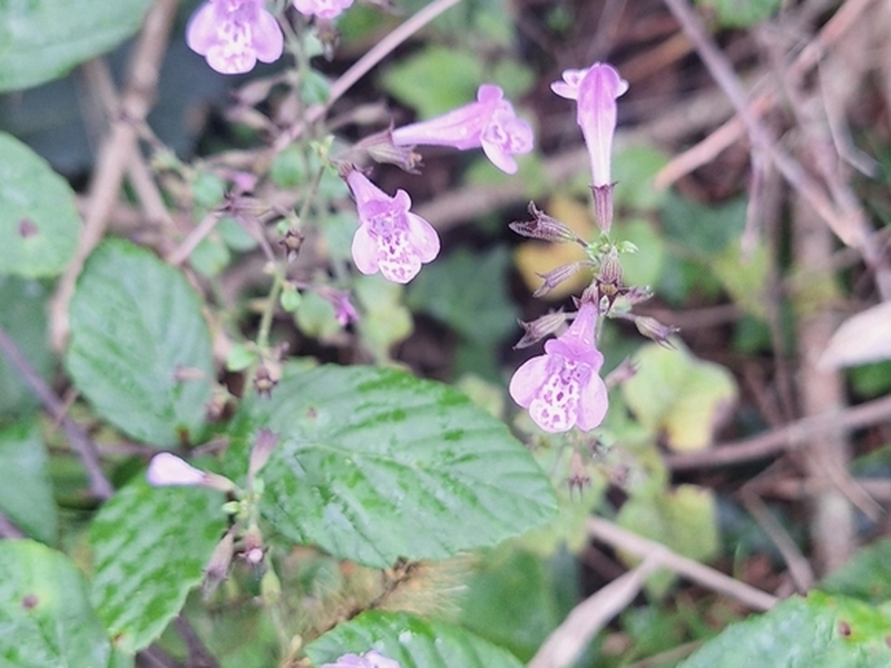 destacada Clinopodium nepeta sylvaticum