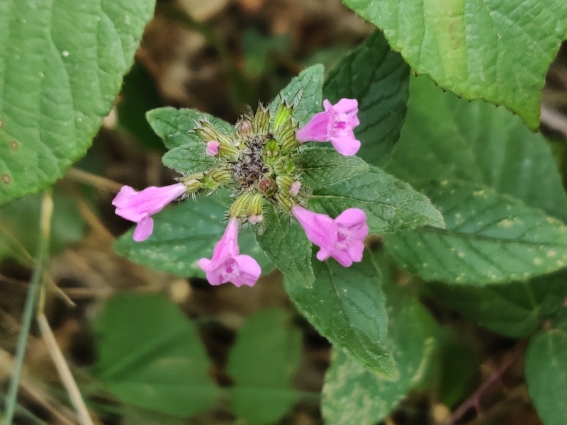 destacada Clinopodium vulgare