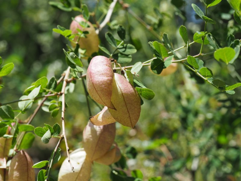 destacada Colutea brevialata