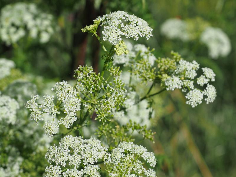 destacada Conium maculatum