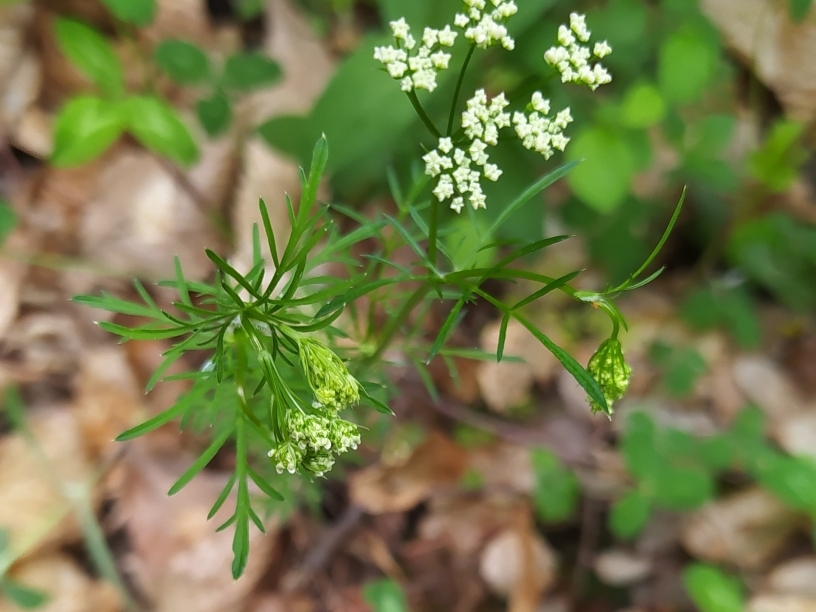 destacada Conopodium majus majus