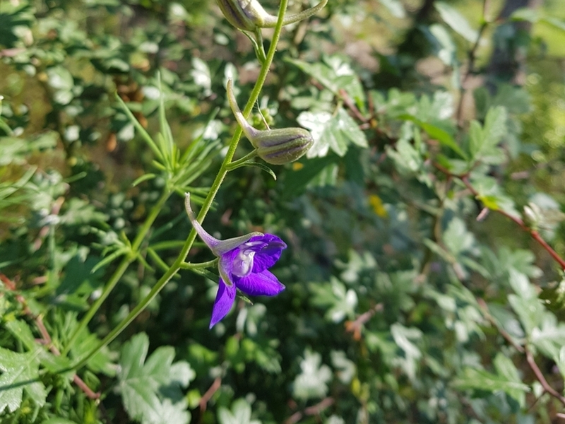 destacada Consolida ajacis