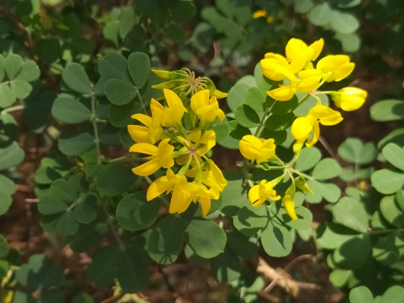 destacada Coronilla valentina glauca