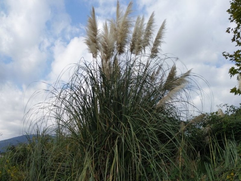 destacada Cortaderia selloana