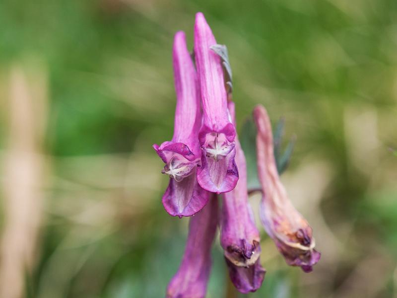 destacada Corydalis solida solida