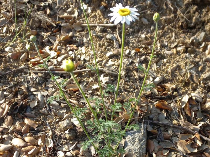 destacada Cota triumfettii